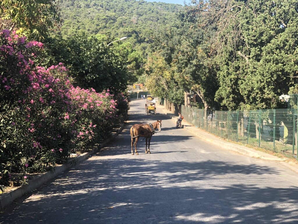 Cheval en fuite sur Buyukada